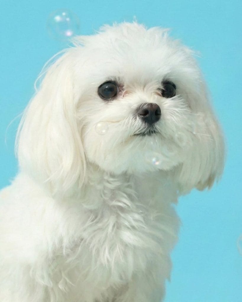 gemini generated image 2vqgy82vqgy82vqg 4x5 1080x1350.jpg