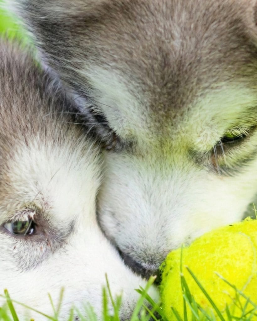 gemini generated image iz5pcoiz5pcoiz5p 4x5 1080x1350.jpg