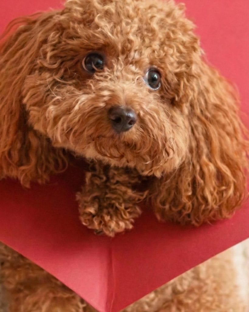 gemini generated image uhio2uuhio2uuhio 4x5 1080x1350.jpg