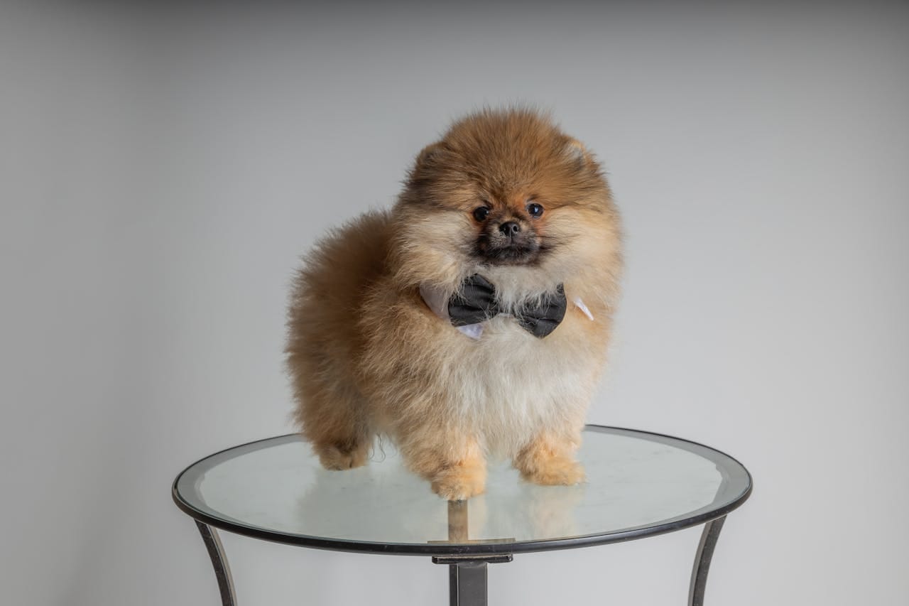 Charming Pomeranian dog wearing a black bow tie, standing on a glass table indoors.